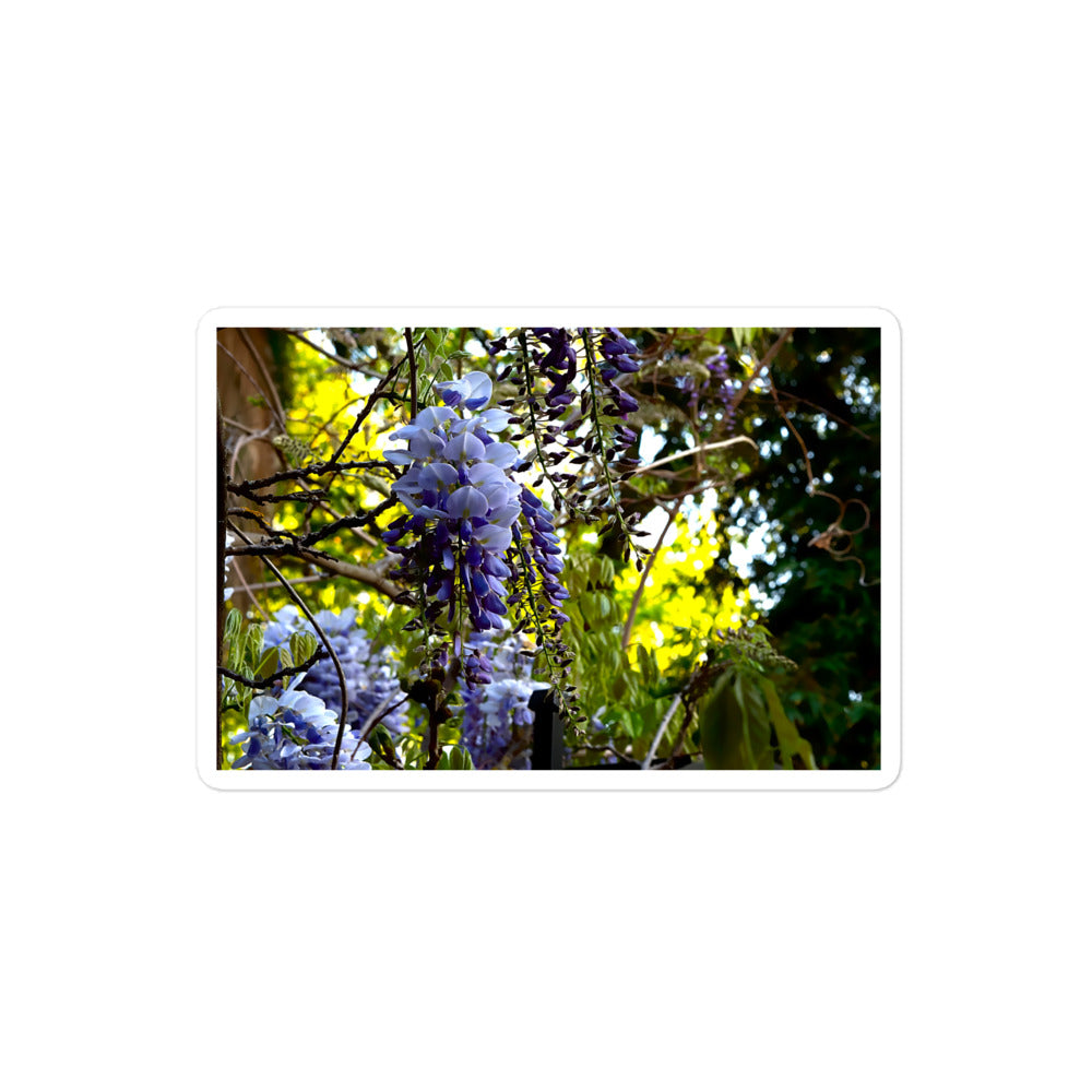 A medium rectangular vinyl sticker with an image of purple wisteria blooms against a green background.
