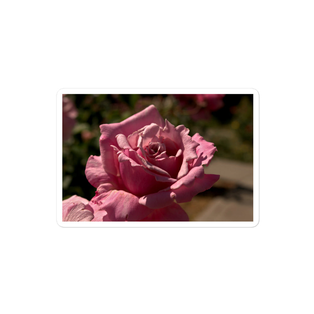 A medium rectangular vinyl sticker with a close-up image of a bright pink rose bloom.
