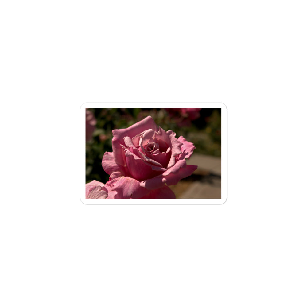 A small rectangular vinyl sticker with a close-up image of a bright pink rose bloom.