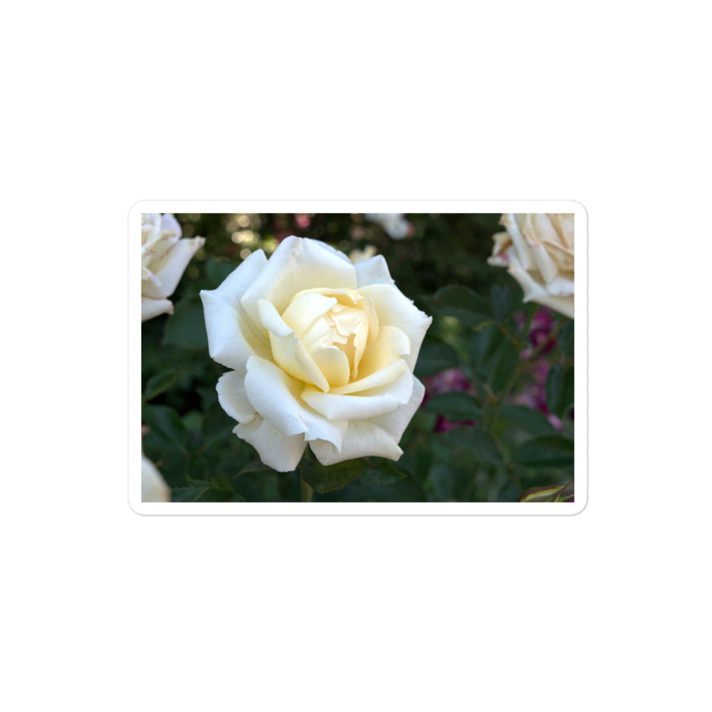 A medium rectangular vinyl sticker with a close-up image of a white rose bloom with a pale yellow center.