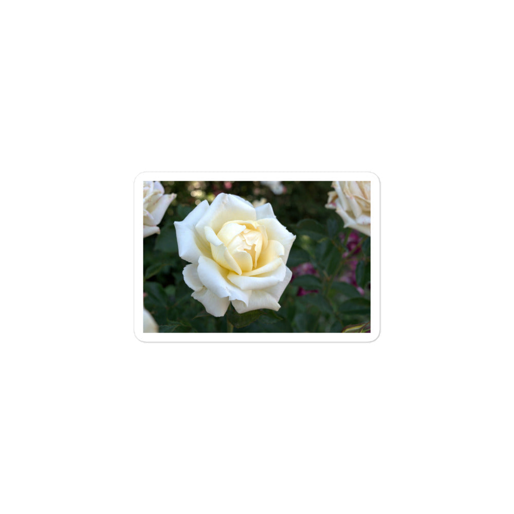 A small rectangular vinyl sticker with a close-up image of a white rose bloom with a pale yellow center.
