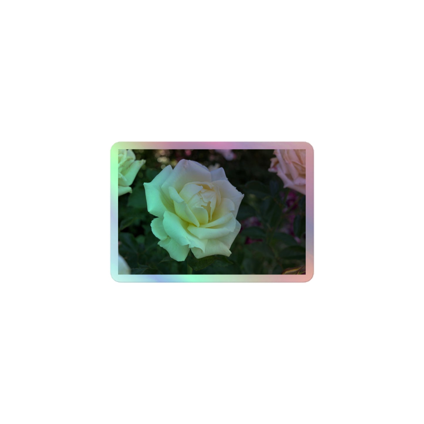 A small rectangular holographic sticker with an image of a cluster of white roses with dark green leaves.