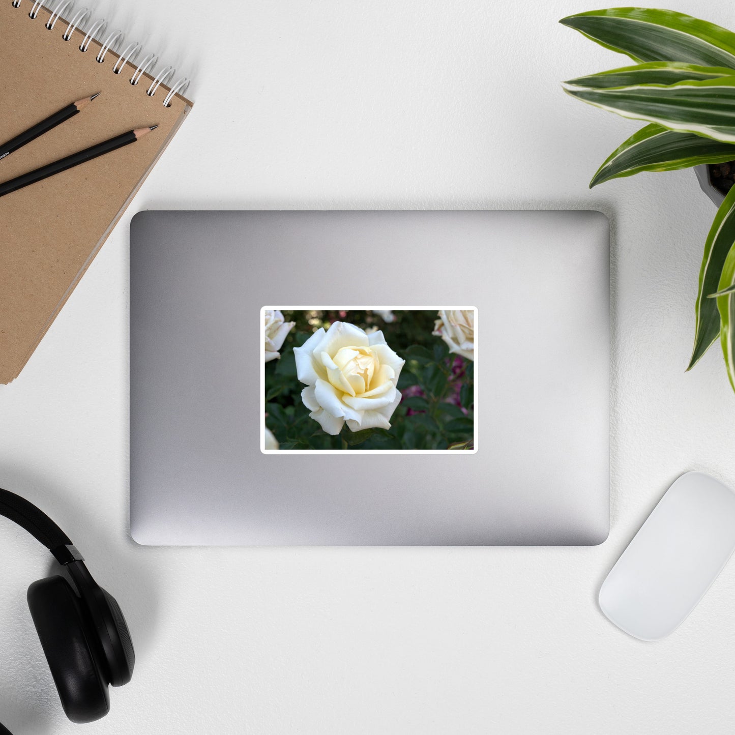 Lifestyle photo of a rectangular vinyl sticker with a close-up image of a white rose bloom with a pale yellow center, placed on the outside of a laptop.