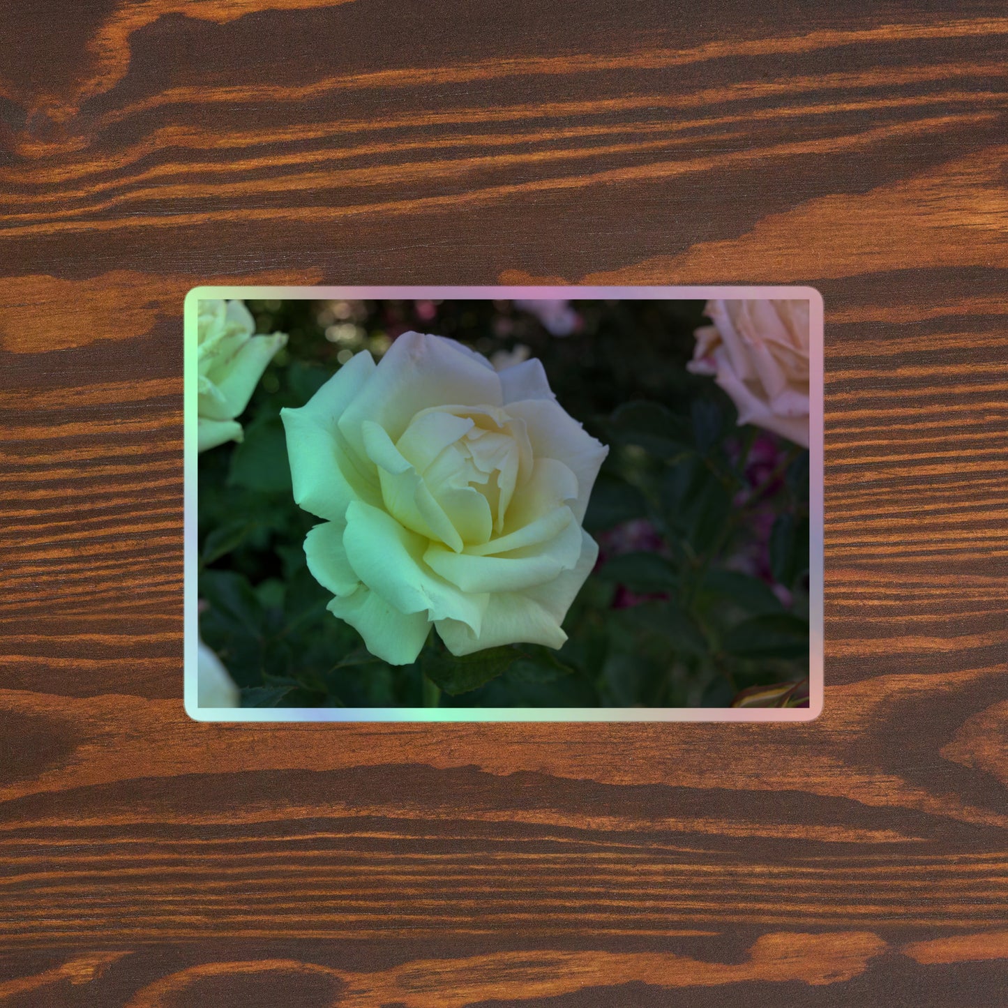 Lifestyle photo of a rectangular holographic sticker with an image of a cluster of white roses with dark green leaves, placed on a brown wooden table surface.
