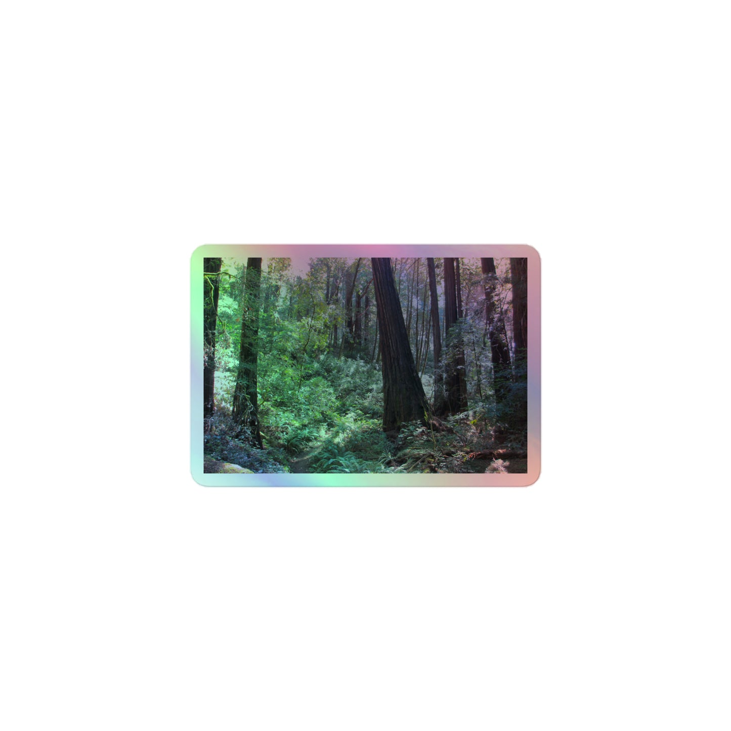 A small rectangular holographic sticker with an image of a trail through a redwood forest with lots of green underbrush.
