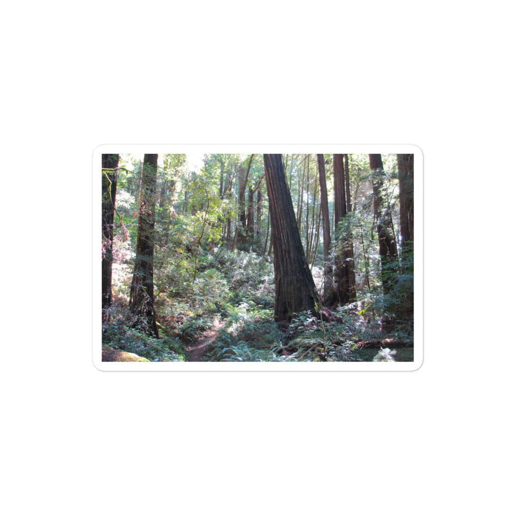 A medium rectangular vinyl sticker with an image of a trail through a redwood forest.