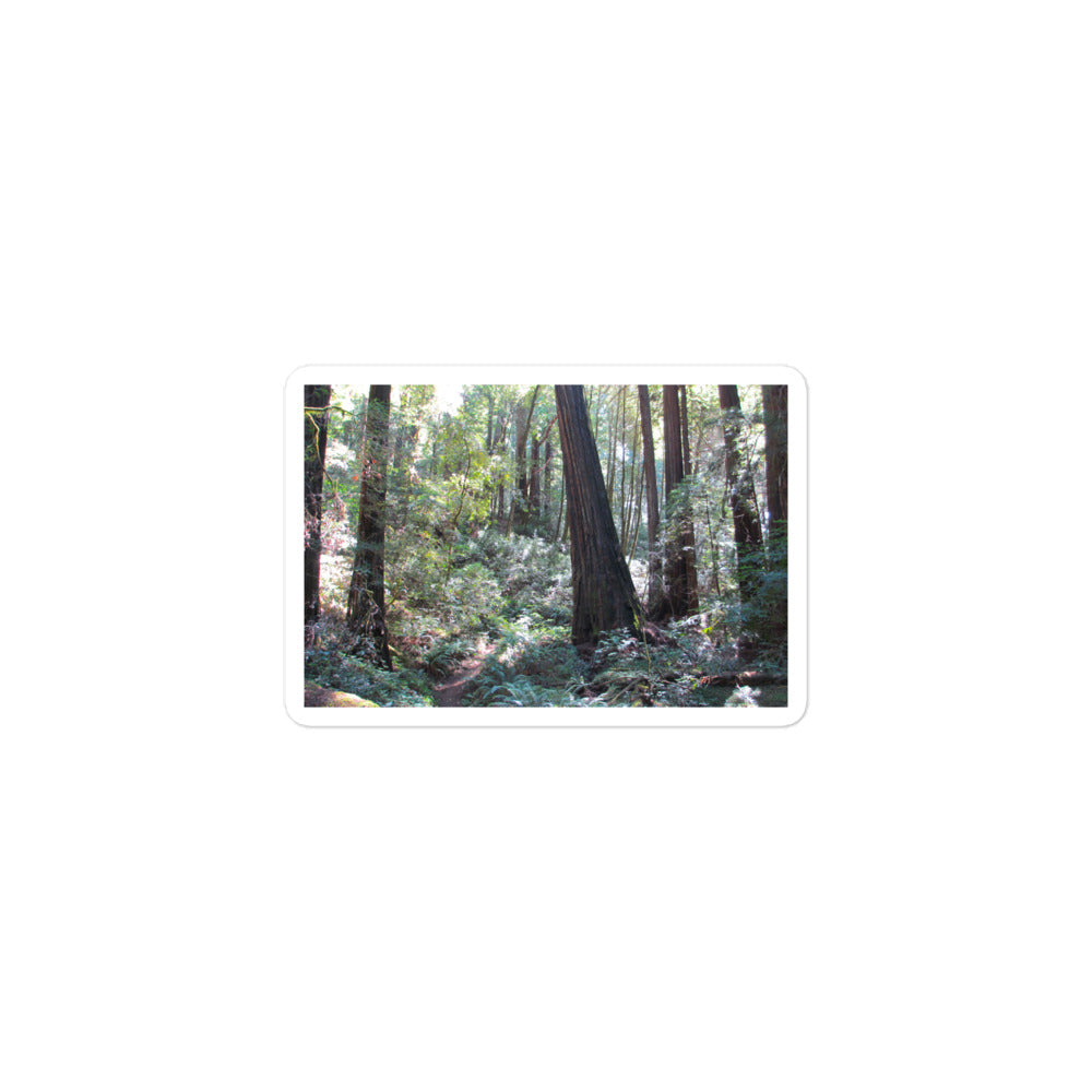 A small rectangular vinyl sticker with an image of a trail through a redwood forest.