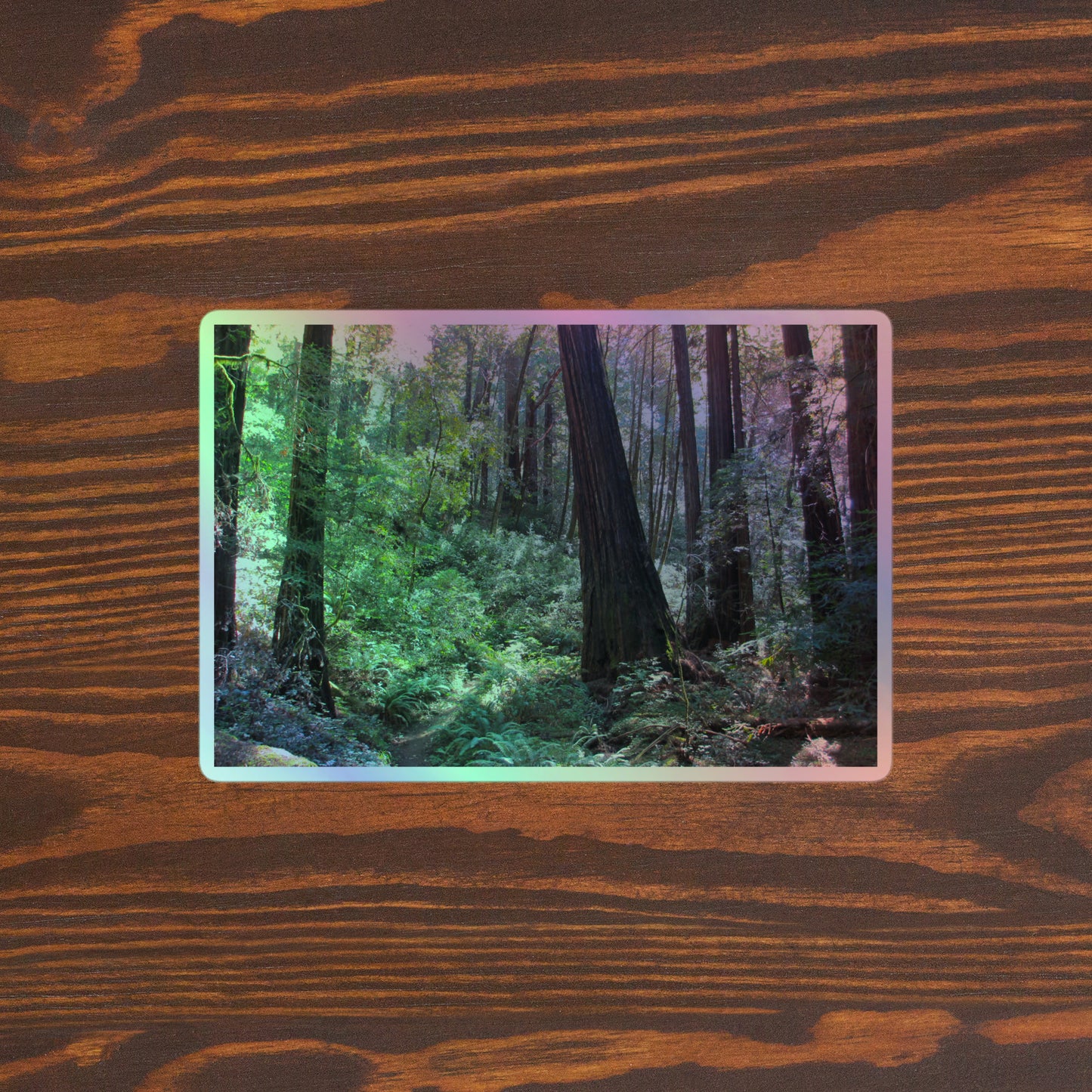 Lifestyle photo of a rectangular holographic sticker with an image of a trail through a redwood forest with lots of green underbrush, placed on a brown wooden table surface.