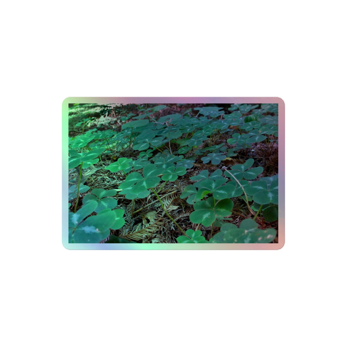 A medium rectangular holographic sticker with an image of vivid green clover among redwood needles.