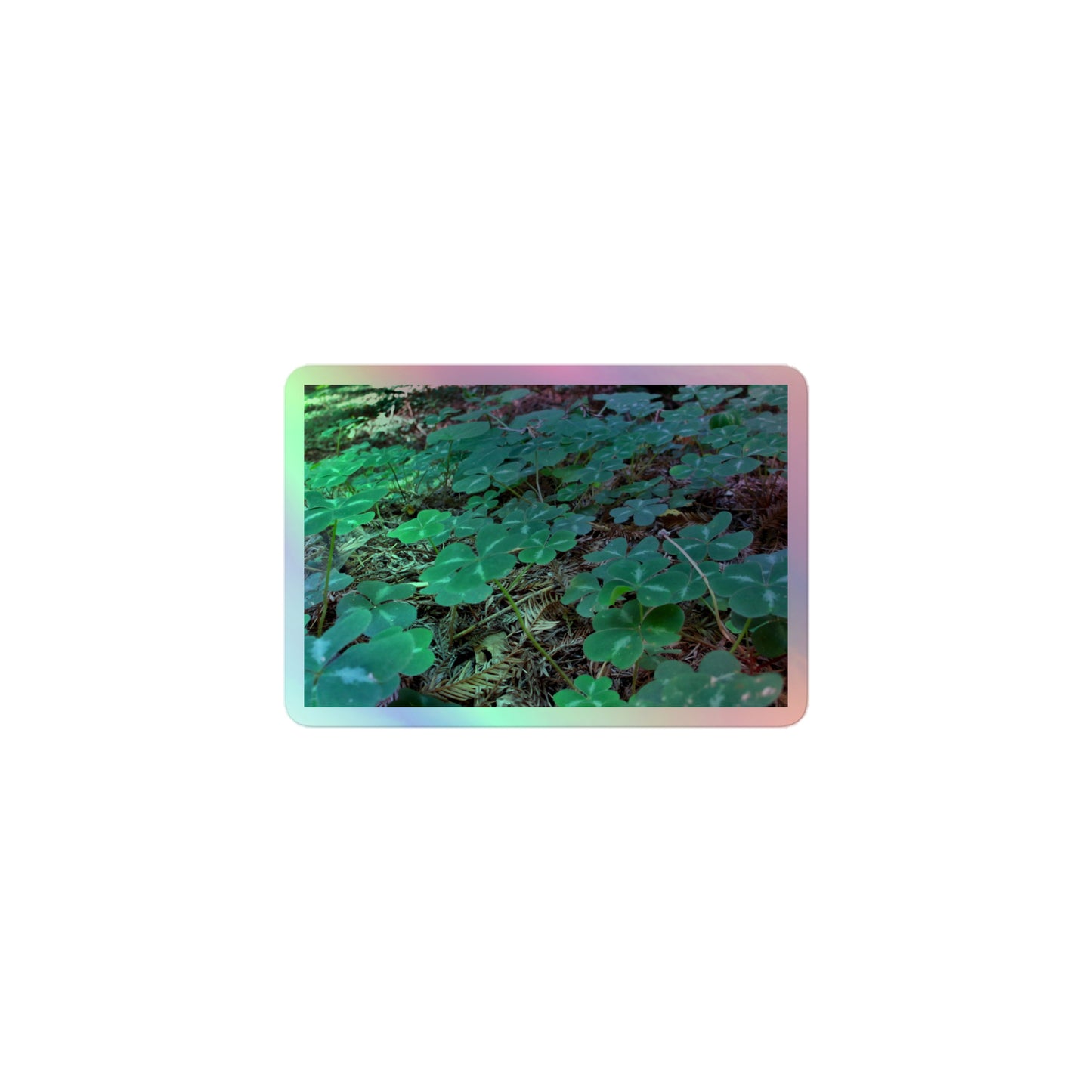 A small rectangular holographic sticker with an image of vivid green clover among redwood needles.