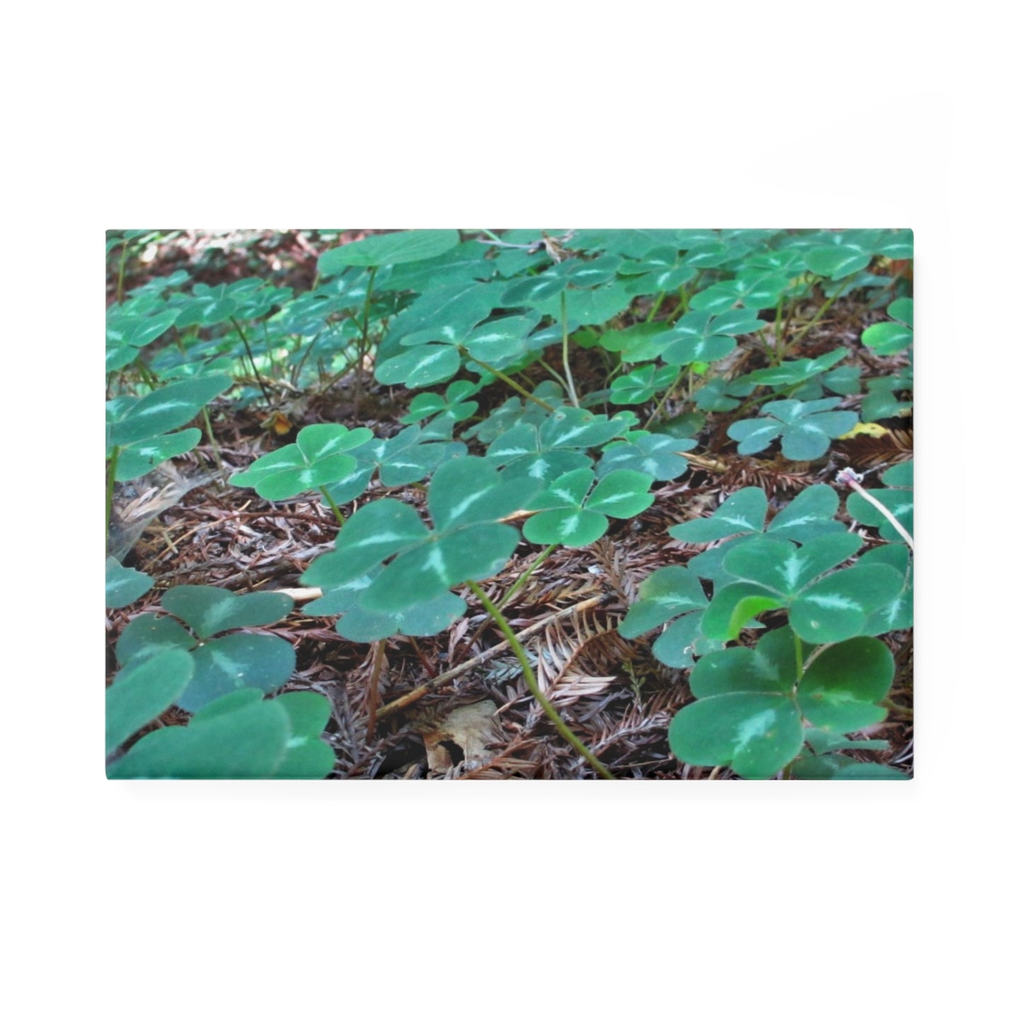 A rectangular button magnet with an image of a vivid green field of clover amidst redwood needles.