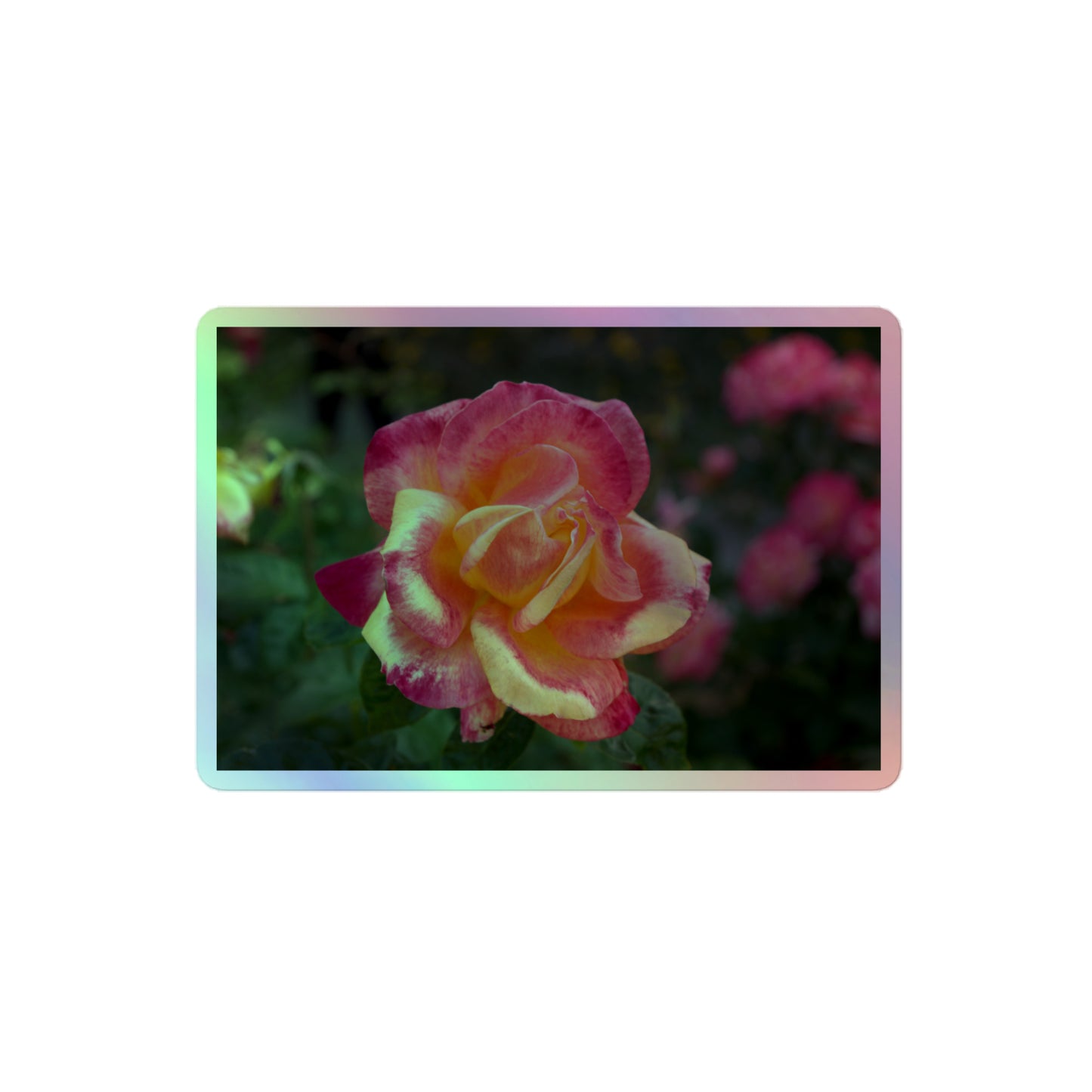 A medium rectangular holographic sticker with a close-up image of a close-up image of pink and yellow rose bloom in a garden.