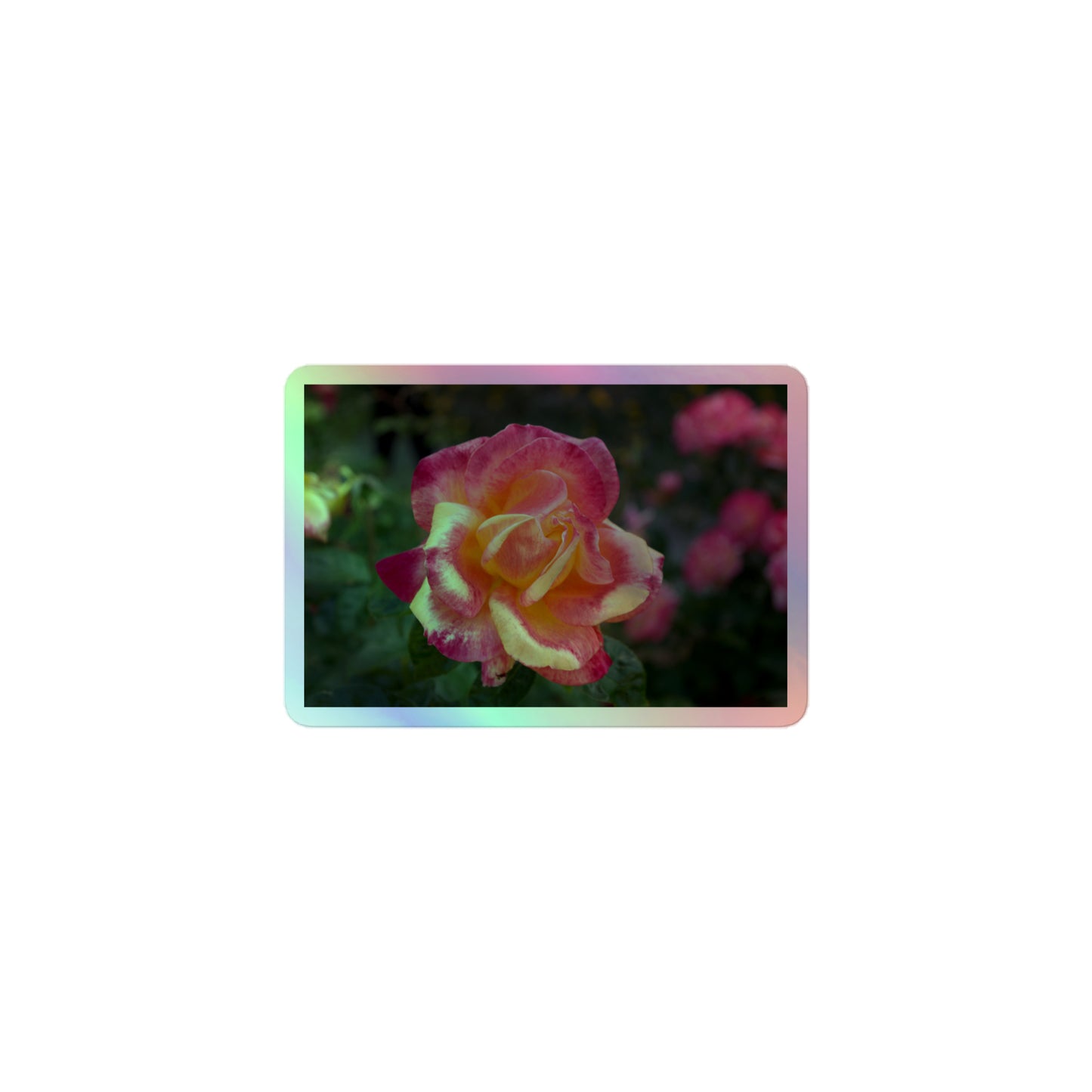 A small rectangular holographic sticker with a close-up image of a close-up image of pink and yellow rose bloom in a garden.