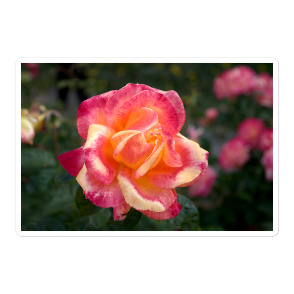 A large rectangular vinyl sticker with an image of a pink and yellow rose bloom with dark green leaves.