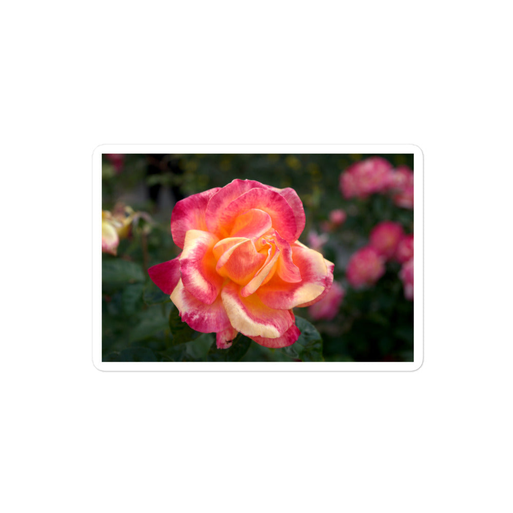 A medium rectangular vinyl sticker with an image of a pink and yellow rose bloom with dark green leaves.
