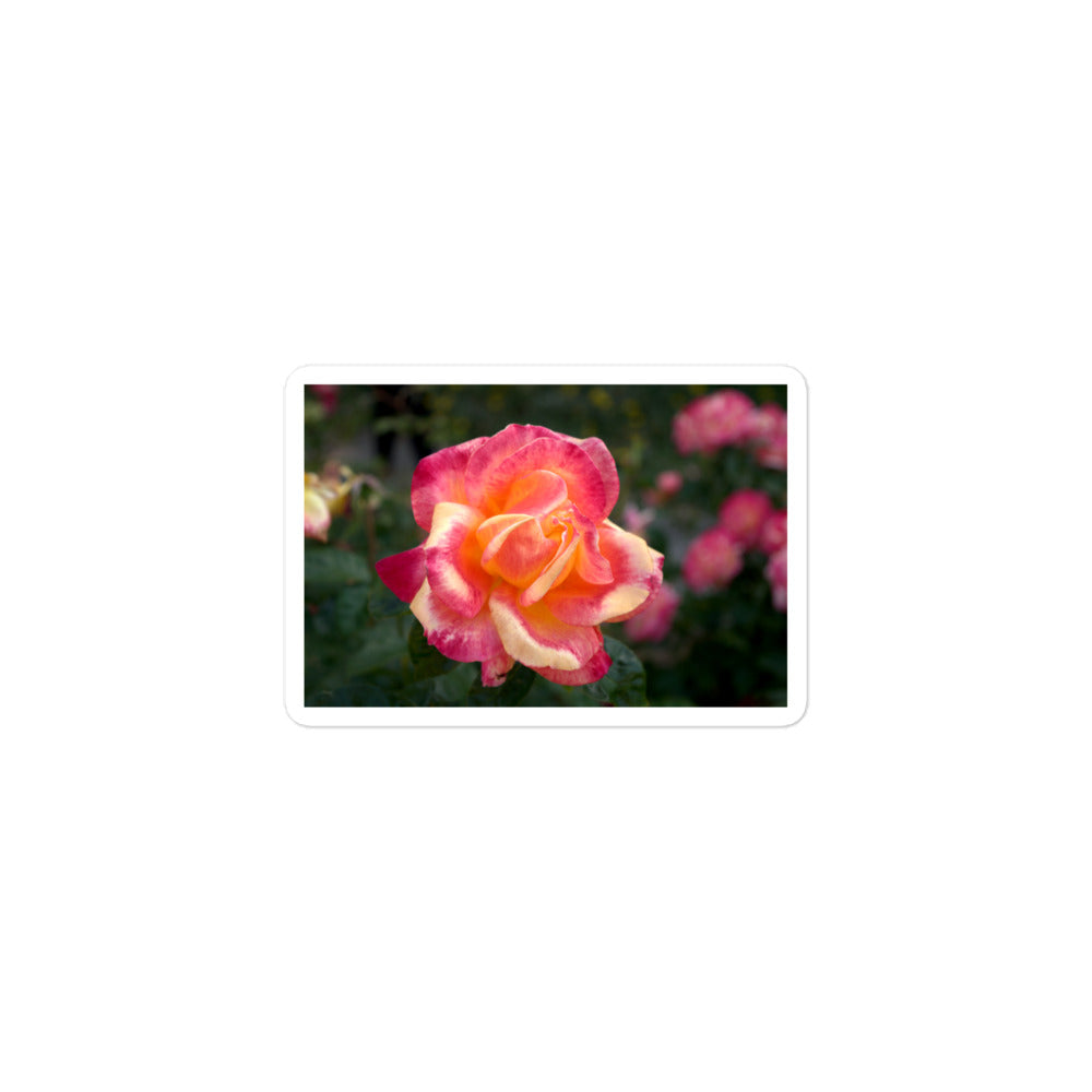 A small rectangular vinyl sticker with an image of a pink and yellow rose bloom with dark green leaves.
