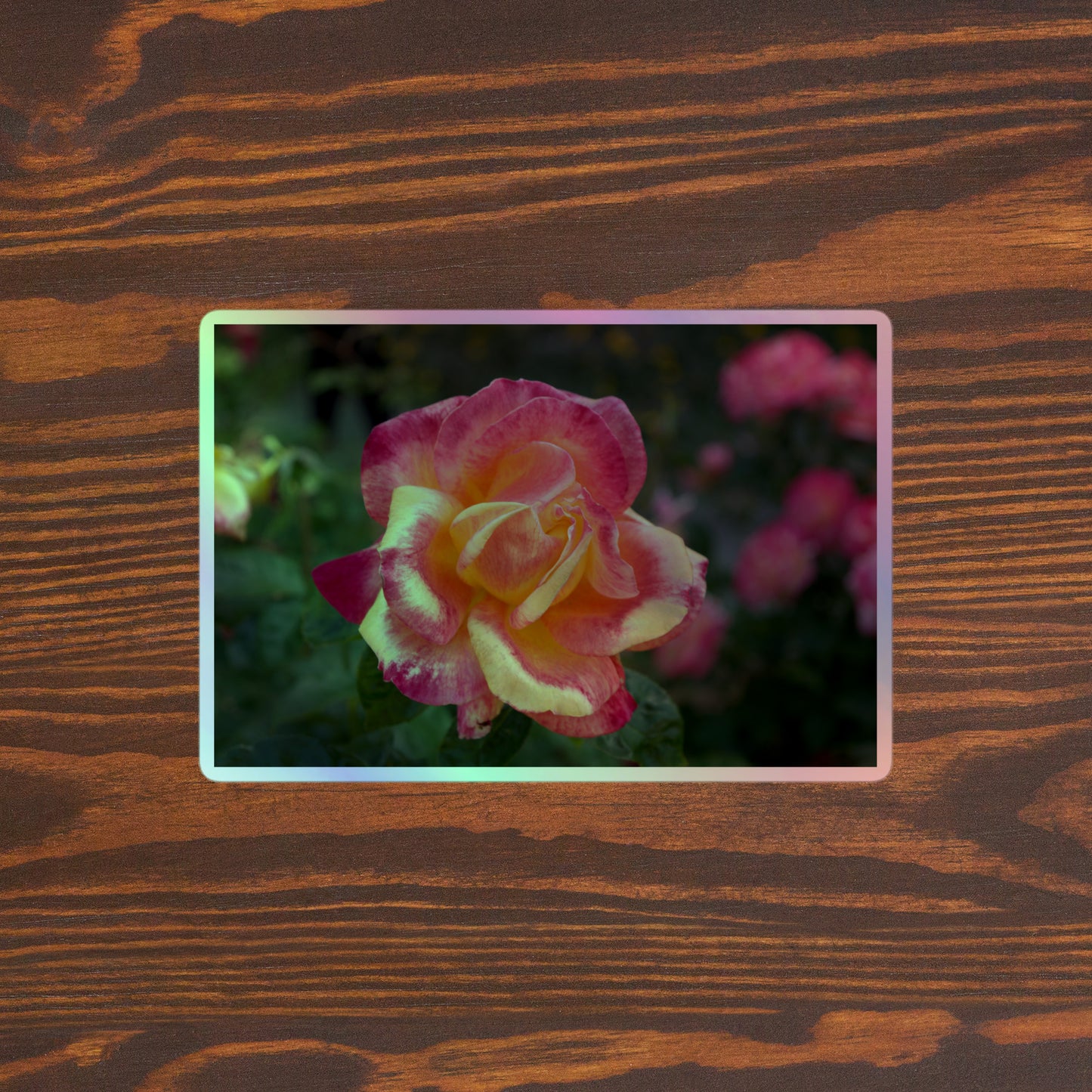 Lifestyle photo of a rectangular holographic sticker with a close-up image of a close-up image of pink and yellow rose bloom in a garden, placed on a brown wooden table surface.