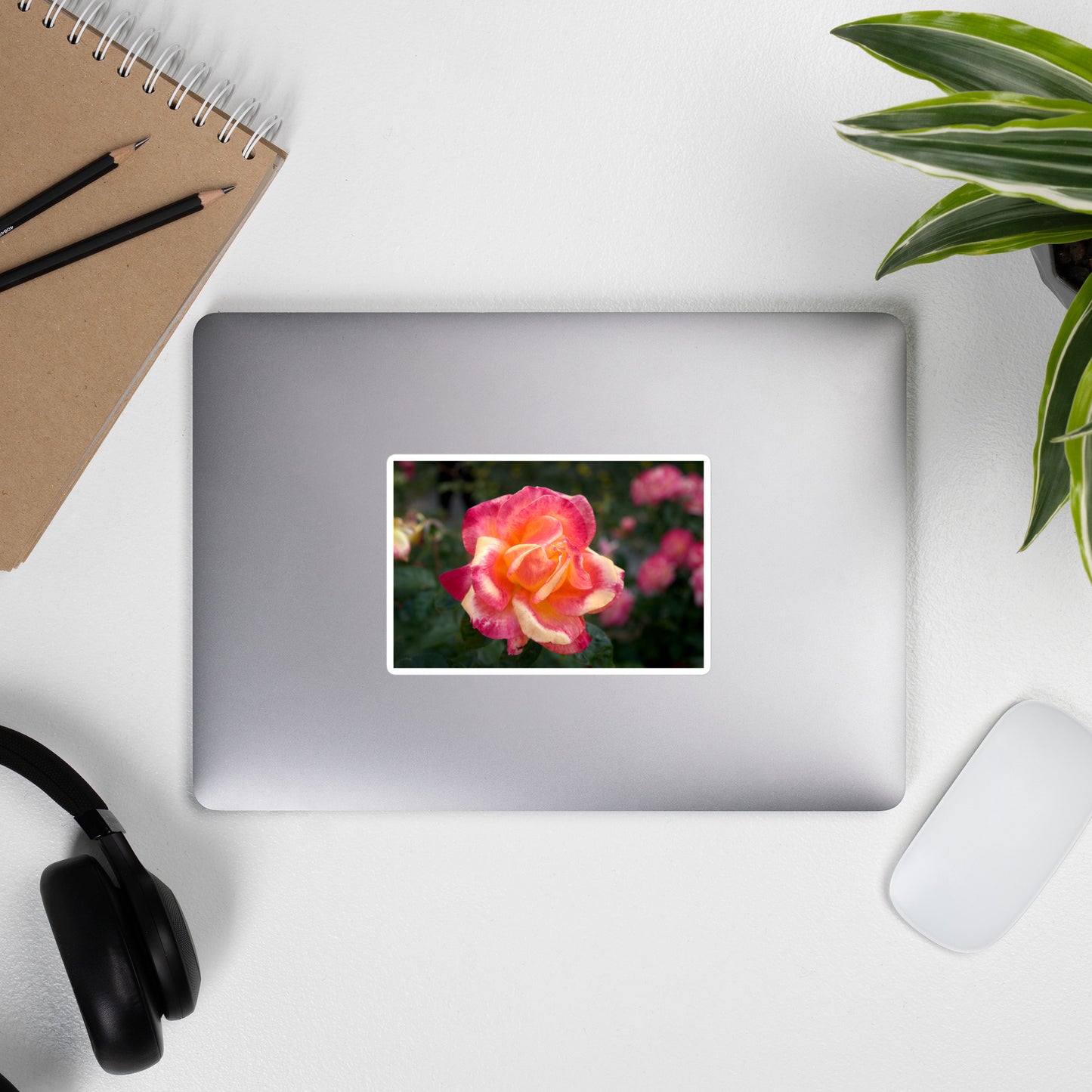 Lifestyle photo of a rectangular vinyl sticker with an image of a pink and yellow rose bloom with dark green leaves, placed on the outside of a laptop.