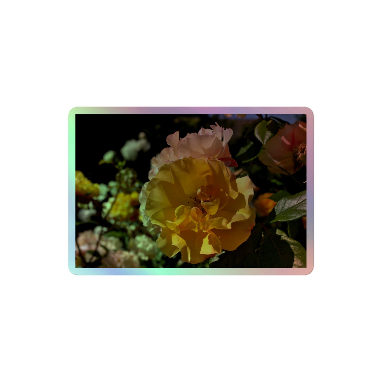 A medium rectangular holographic sticker with an image of pale yellow and pink rose blooms in a garden.