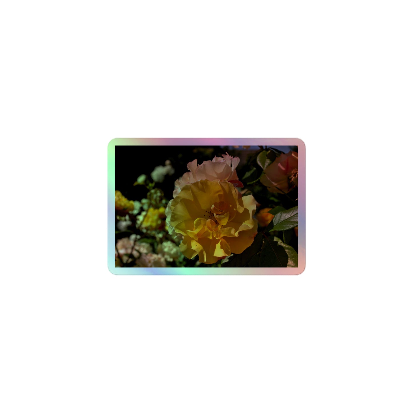 A small rectangular holographic sticker with an image of pale yellow and pink rose blooms in a garden.