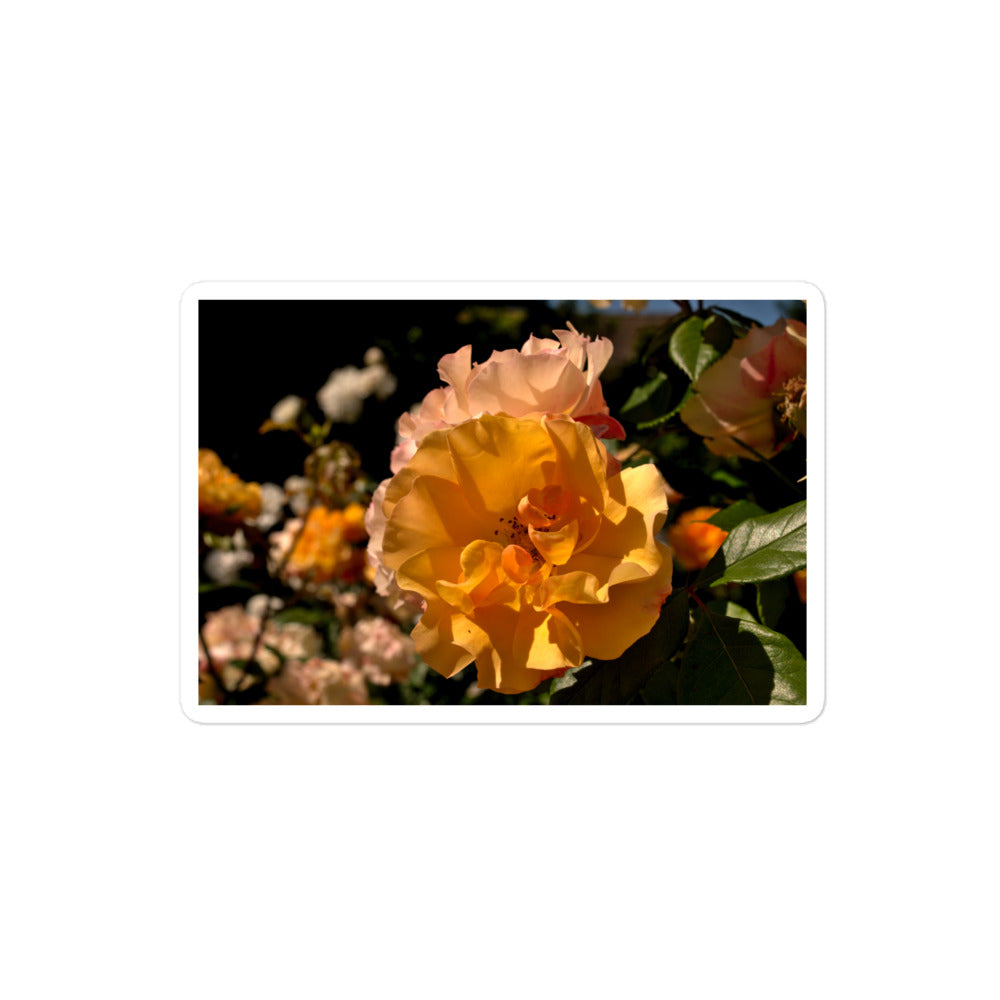 A medium rectangular vinyl sticker with an image of pastel pink and yellow roses in garden.