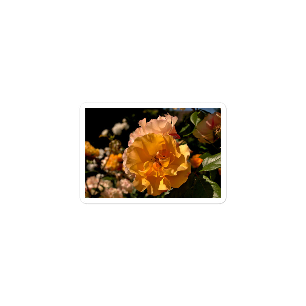 A small rectangular vinyl sticker with an image of pastel pink and yellow roses in garden.