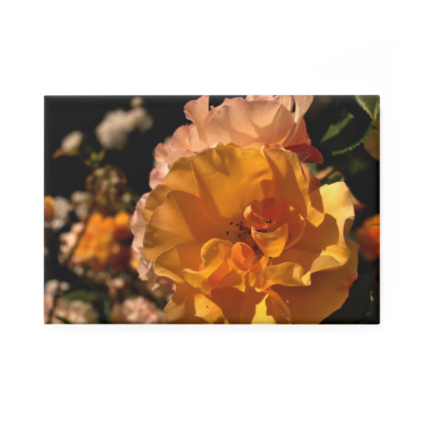 A rectangular button magnet with an image of a golden yellow and pastel pink rose cluster.