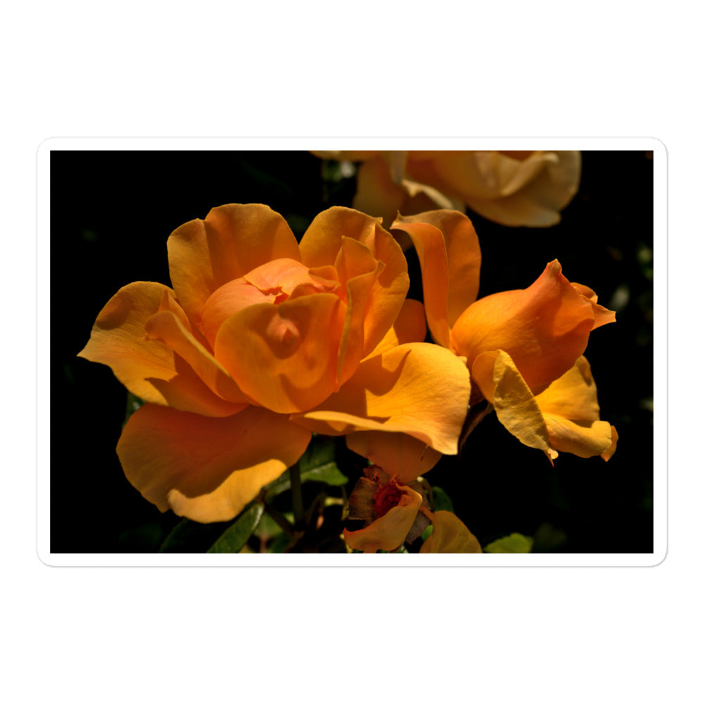 A large rectangular vinyl sticker with a high-contrast image of vivid orange roses against a dark background.