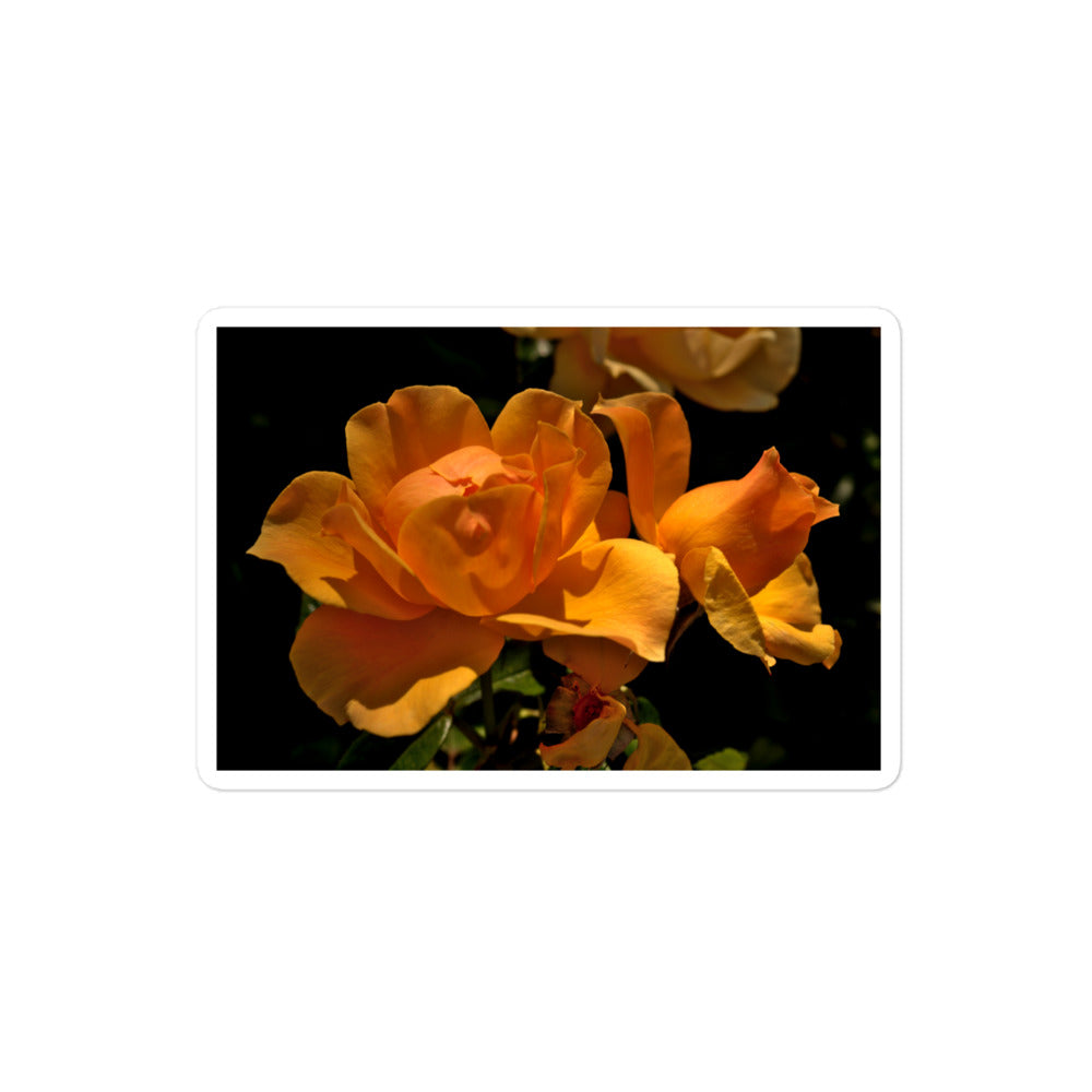 A medium rectangular vinyl sticker with a high-contrast image of vivid orange roses against a dark background.