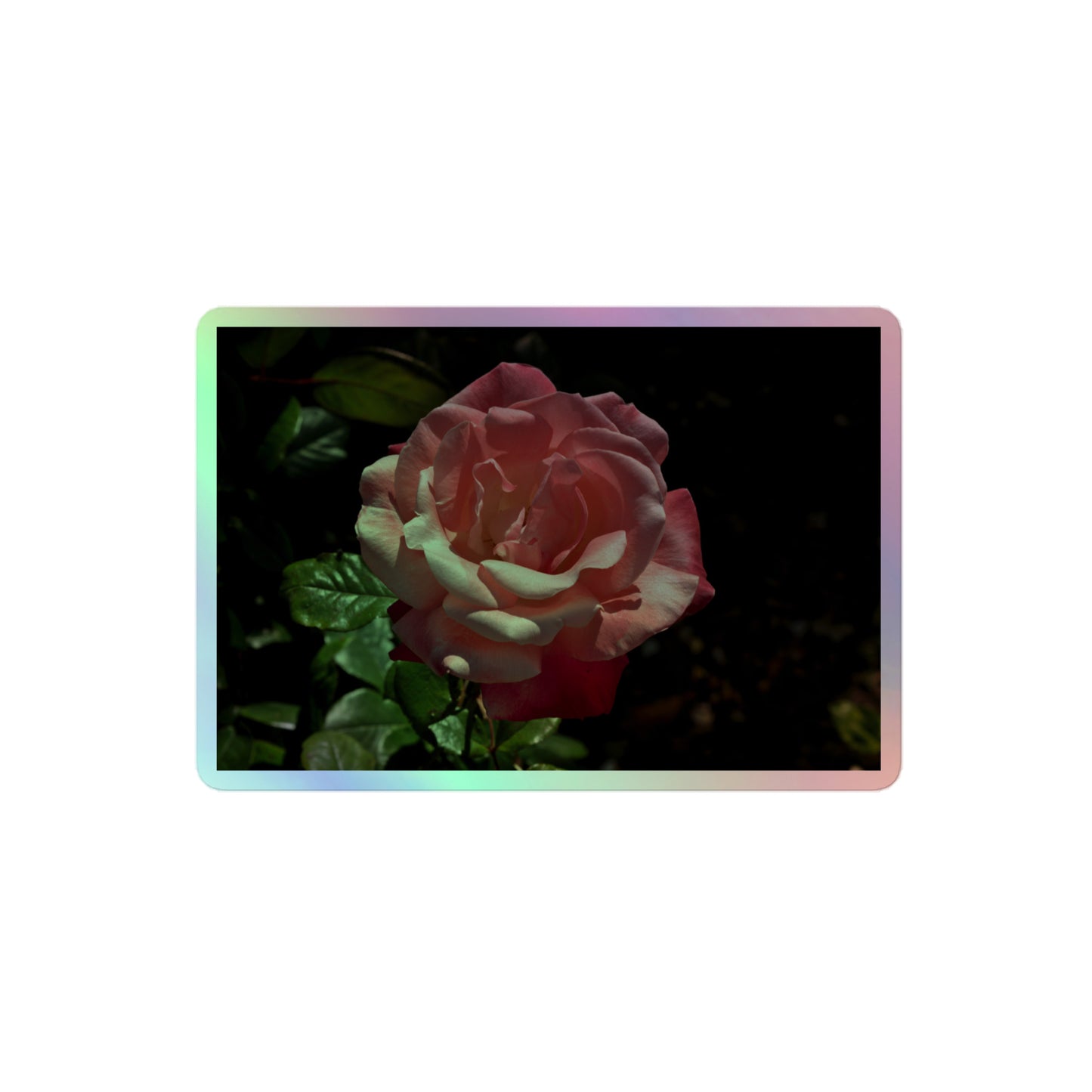 A medium rectangular holographic sticker with a high-contrast image of a pink rose with dark green leaves.