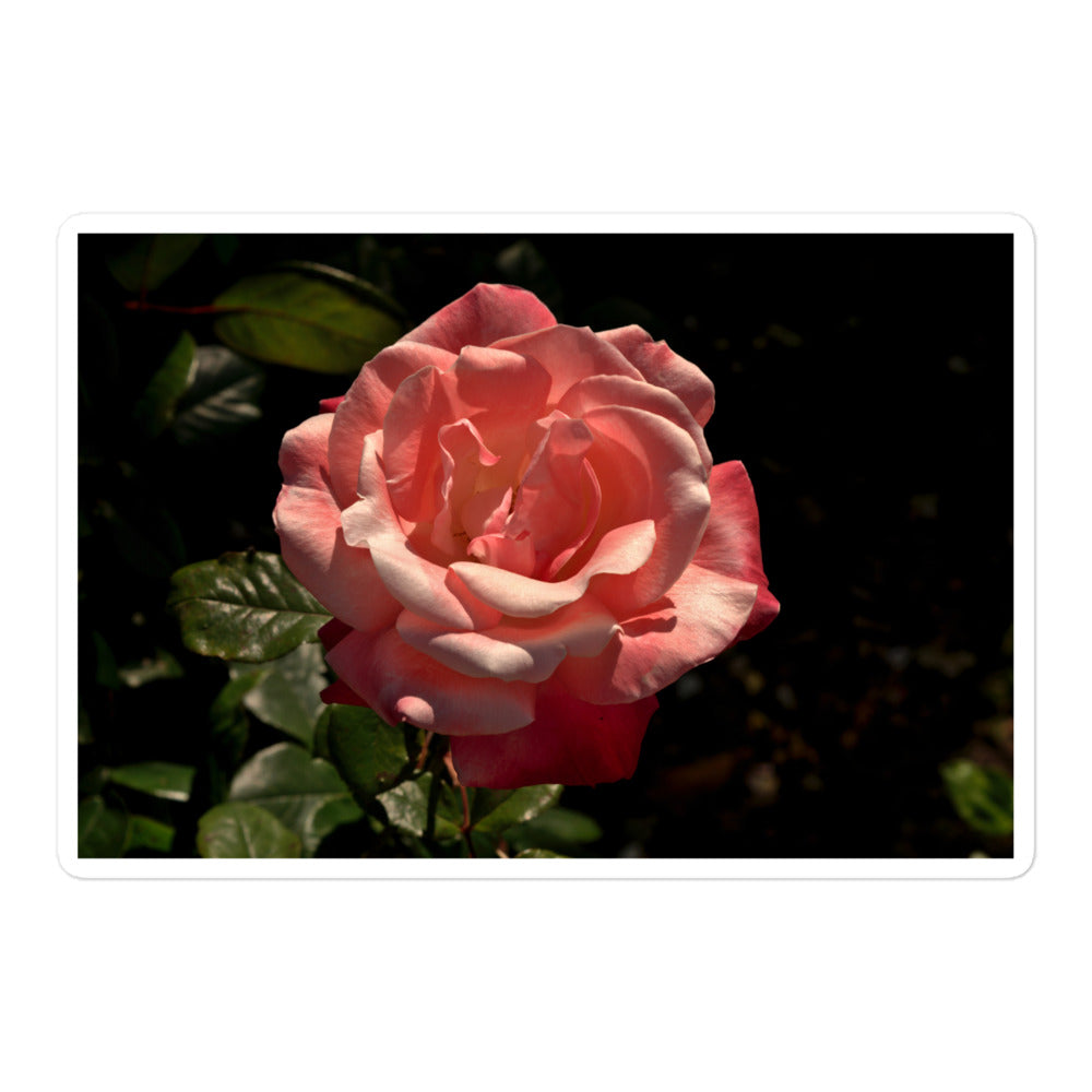 A large rectangular vinyl sticker with a high contrast image of a light pink rose bloom with dark green leaves.