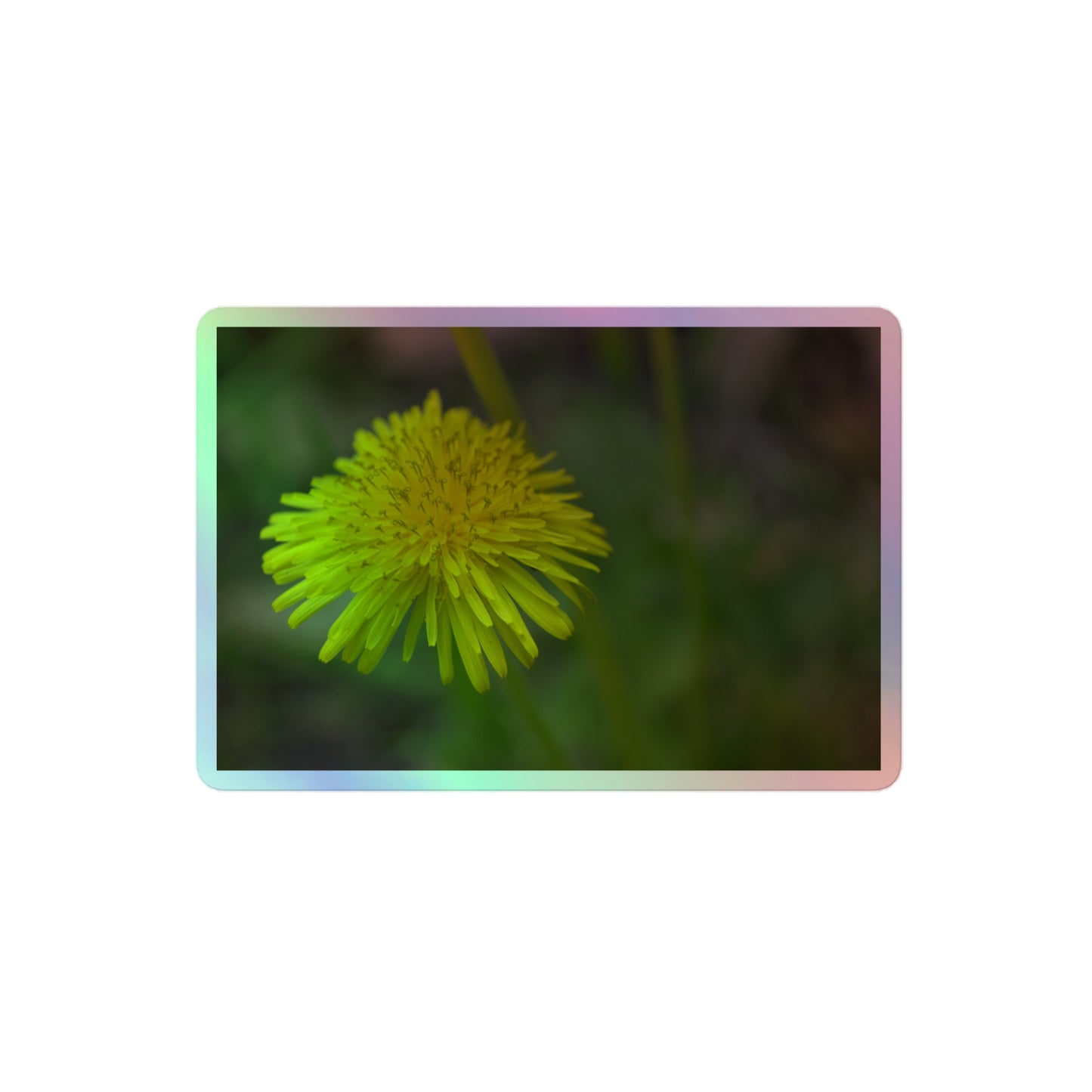 A medium rectangular holographic sticker with a close-up image of a bright yellow dandelion bloom with a blurred light green background.