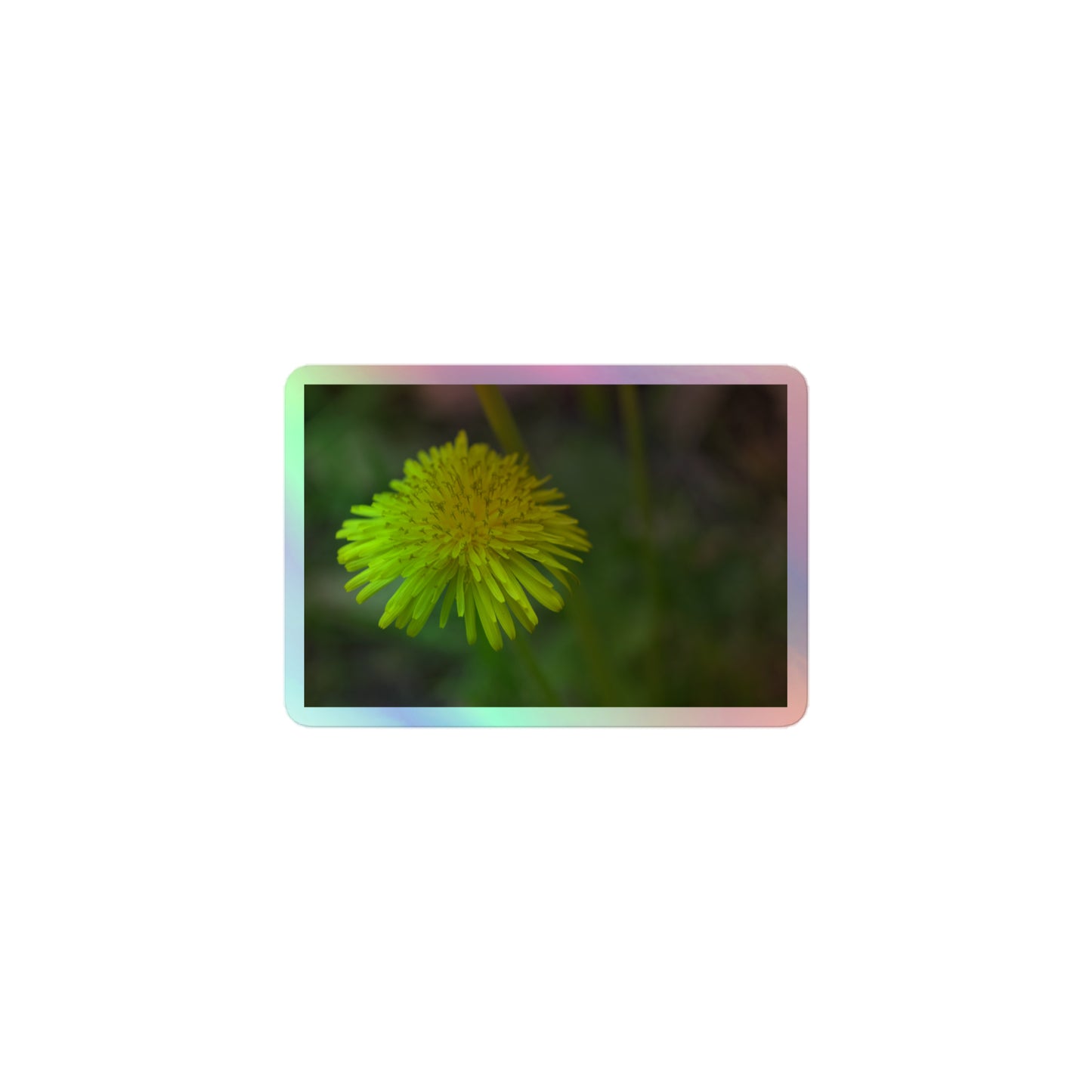 A small rectangular holographic sticker with a close-up image of a bright yellow dandelion bloom with a blurred light green background.