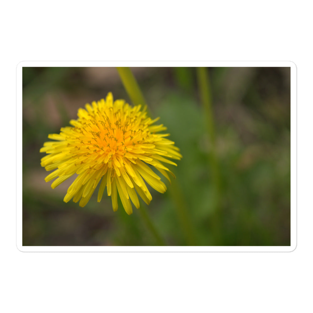 A large rectangular vinyl sticker with an image of a bright yellow dandelion bloom.
