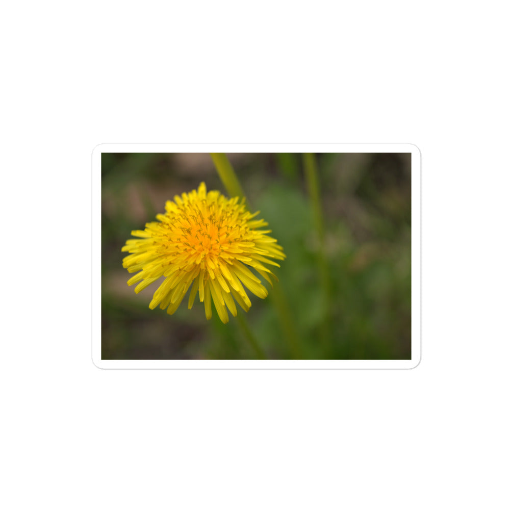 A medium rectangular vinyl sticker with an image of a bright yellow dandelion bloom.