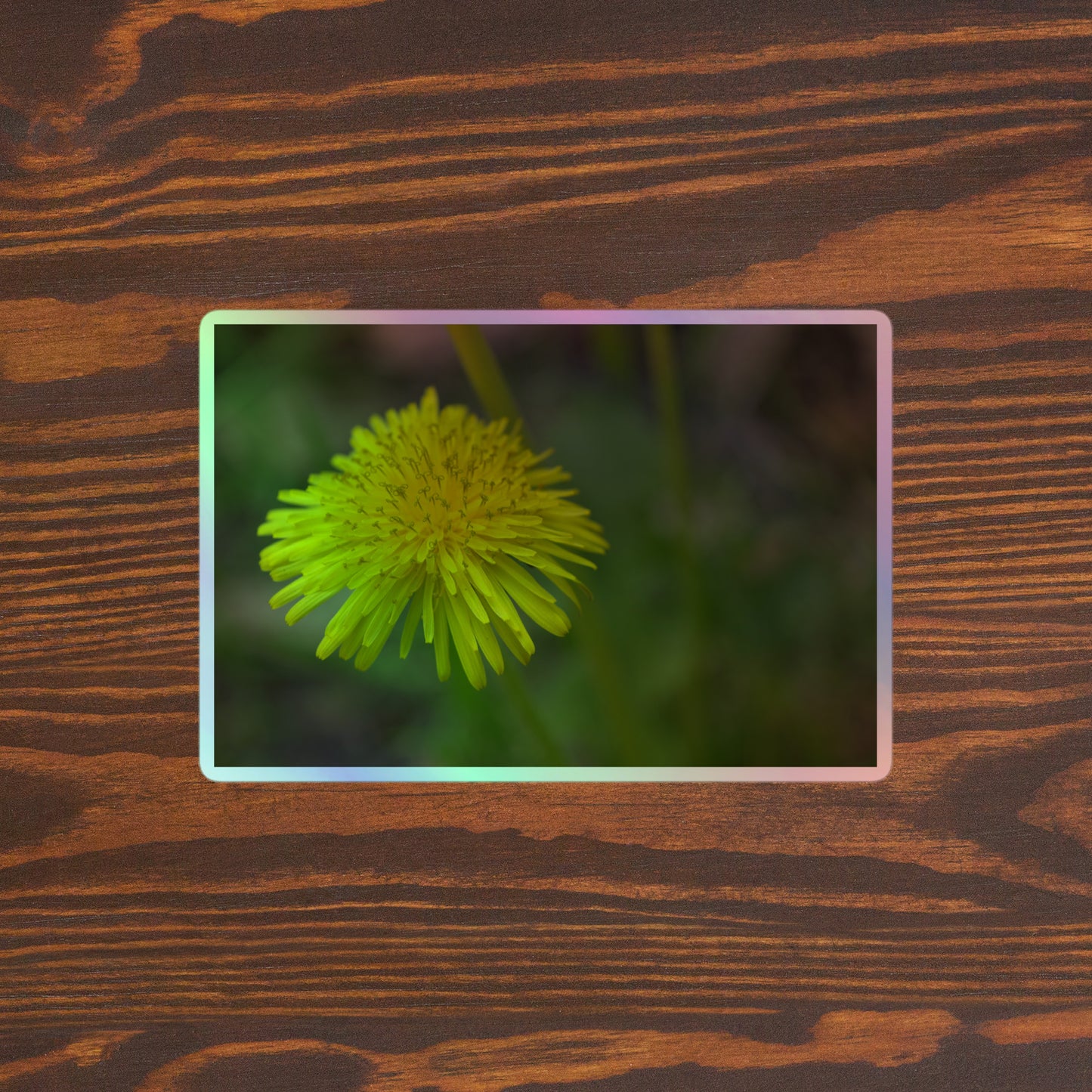 Lifestyle photo of a rectangular holographic sticker with a close-up image of a bright yellow dandelion bloom with a blurred light green background, placed on a brown wooden table surface.