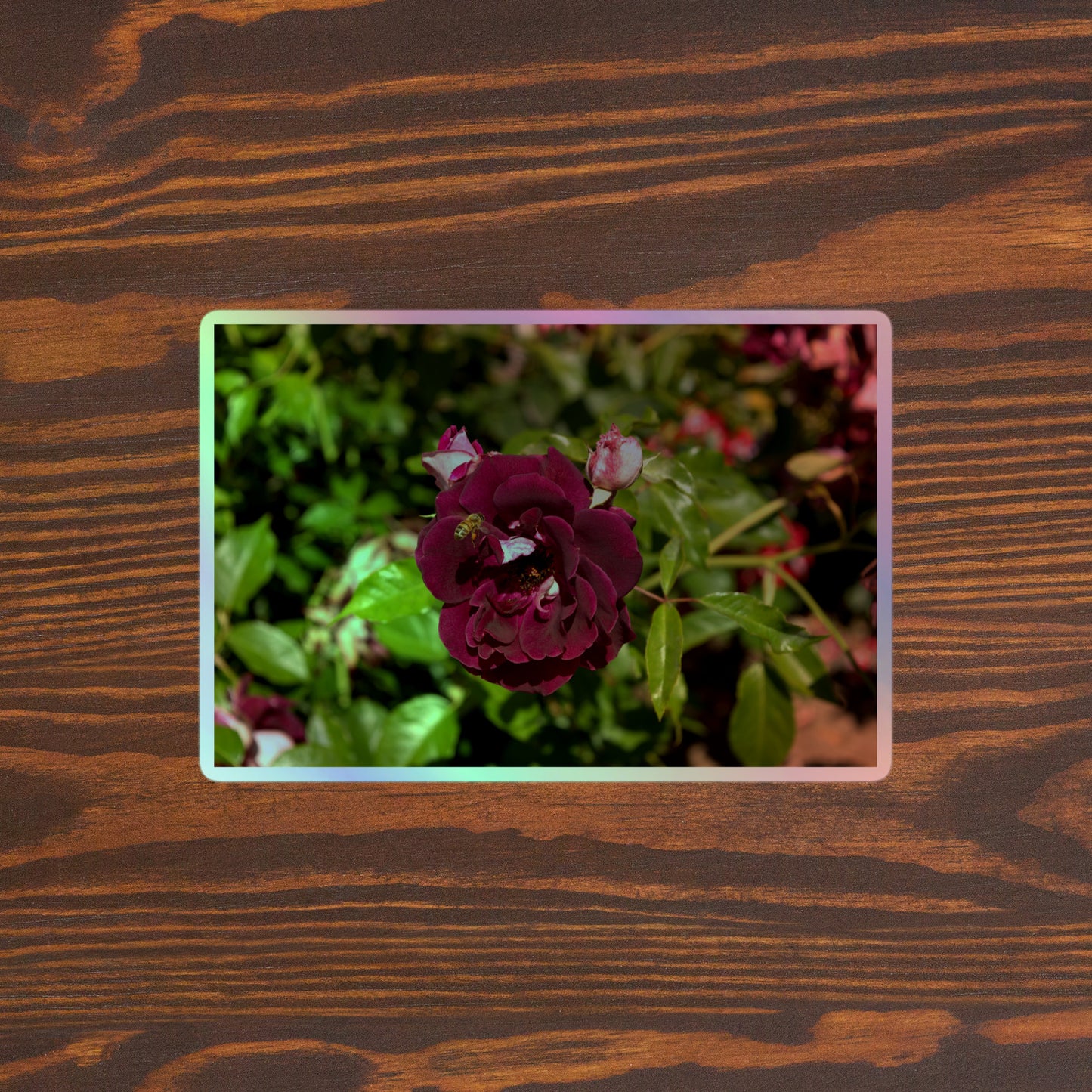 Burgundy Rose Bloom with Honeybee, Holographic Stickers