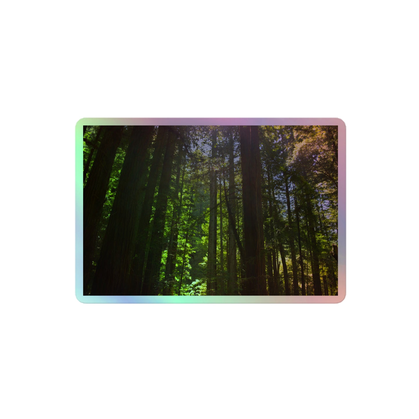 A medium rectangular holographic sticker with a high-contrast image of a redwood forest with bright green leaves and blue sky in the background.