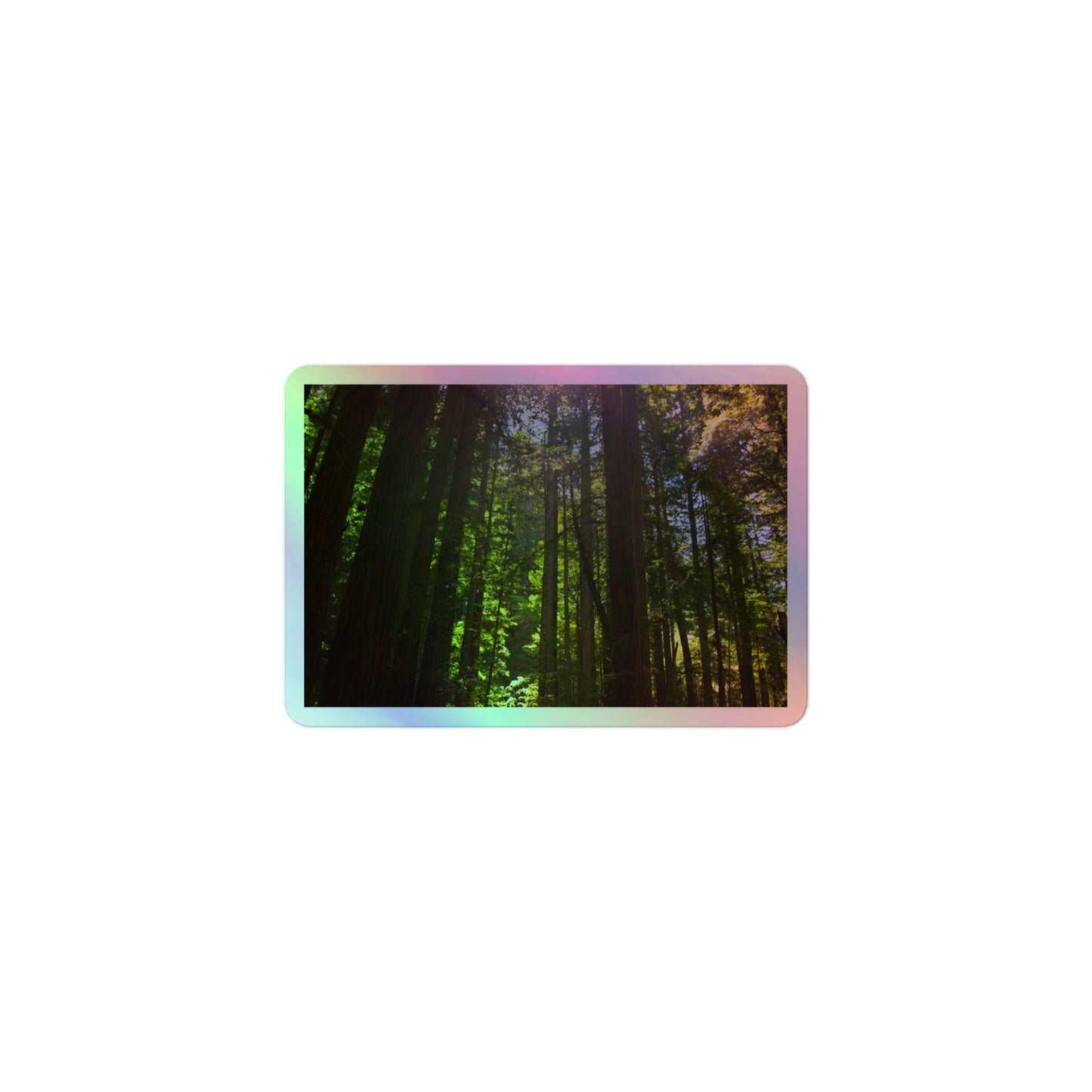 A small rectangular holographic sticker with a high-contrast image of a redwood forest with bright green leaves and blue sky in the background.