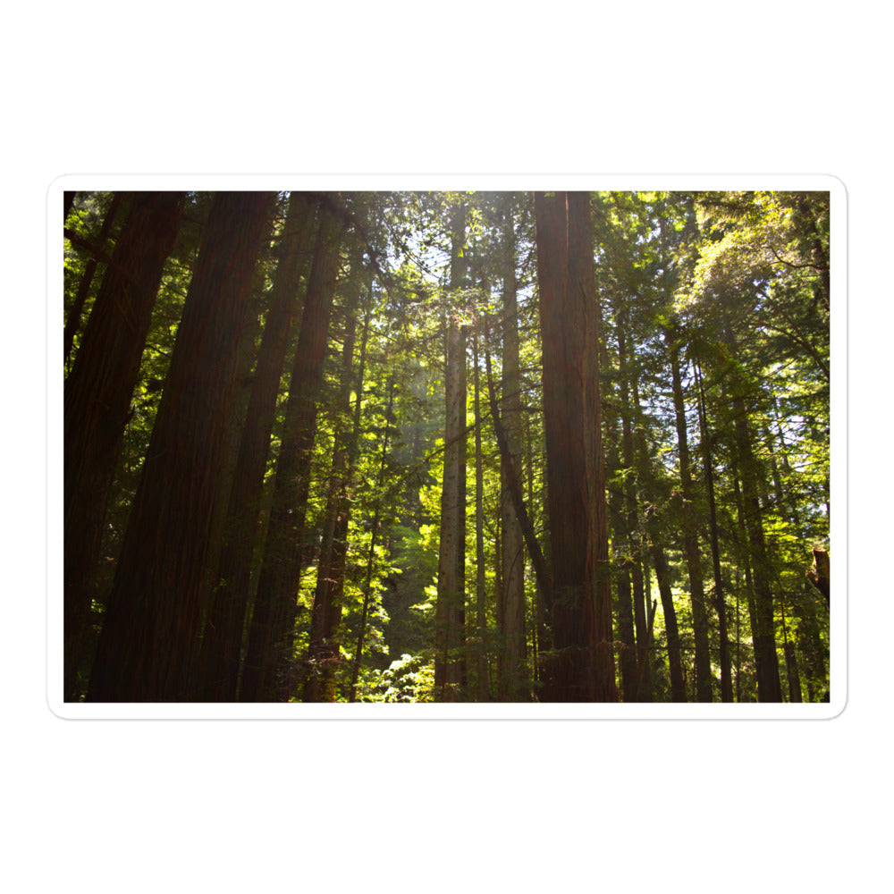 A large rectangular vinyl sticker with an image of sun shining into a redwood forest.