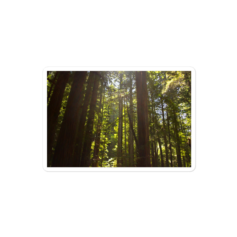 A medium rectangular vinyl sticker with an image of sun shining into a redwood forest.