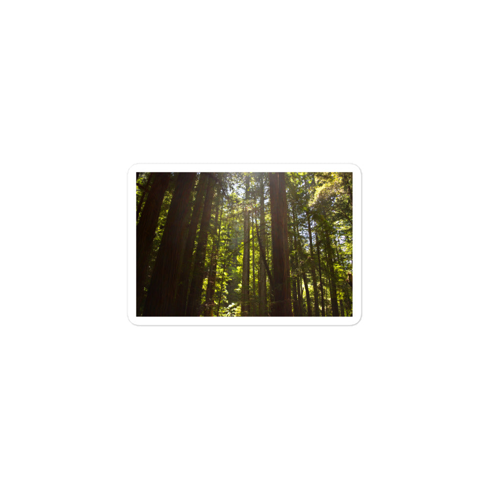 A small rectangular vinyl sticker with an image of sun shining into a redwood forest.