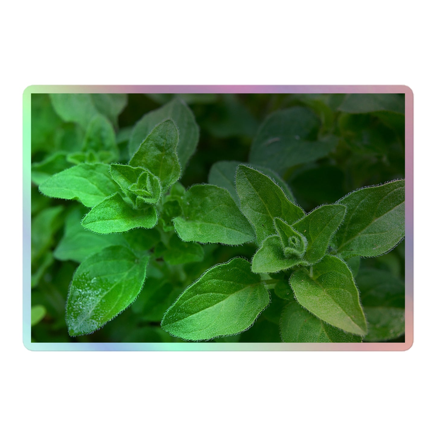 A large rectangular holographic sticker with a close-up image of vivid green oregano leaves.