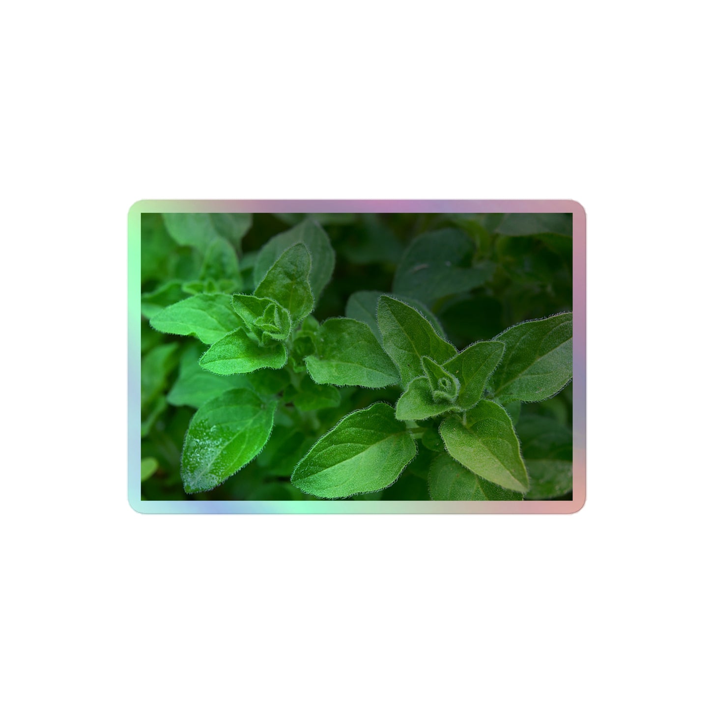 A medium rectangular holographic sticker with a close-up image of vivid green oregano leaves.