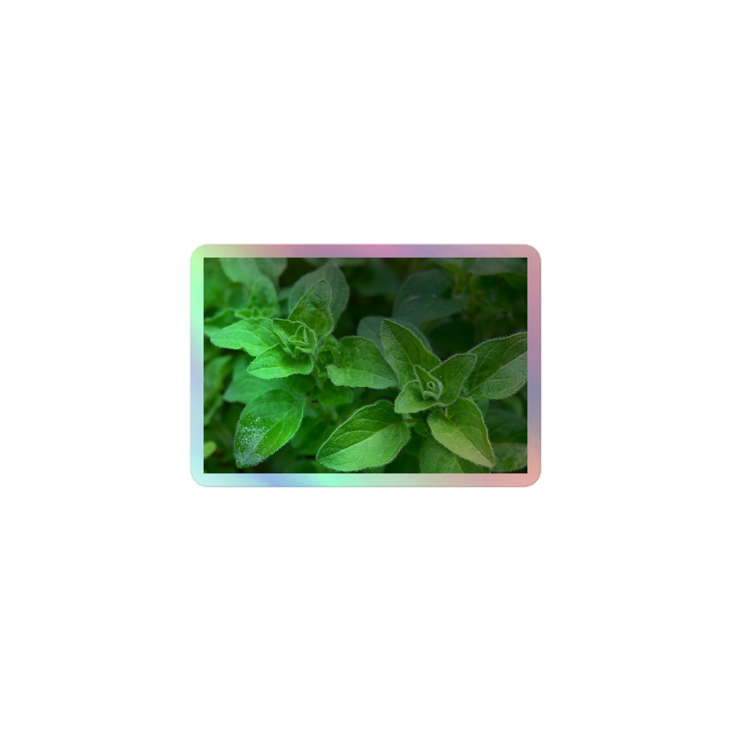 A small rectangular holographic sticker with a close-up image of vivid green oregano leaves.
