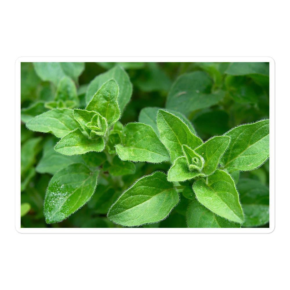 A large rectangular vinyl sticker with a close-up image of bright green oregano leaves.