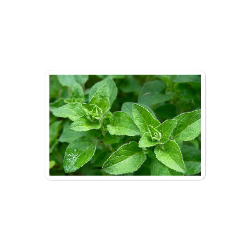 A medium rectangular vinyl sticker with a close-up image of bright green oregano leaves.