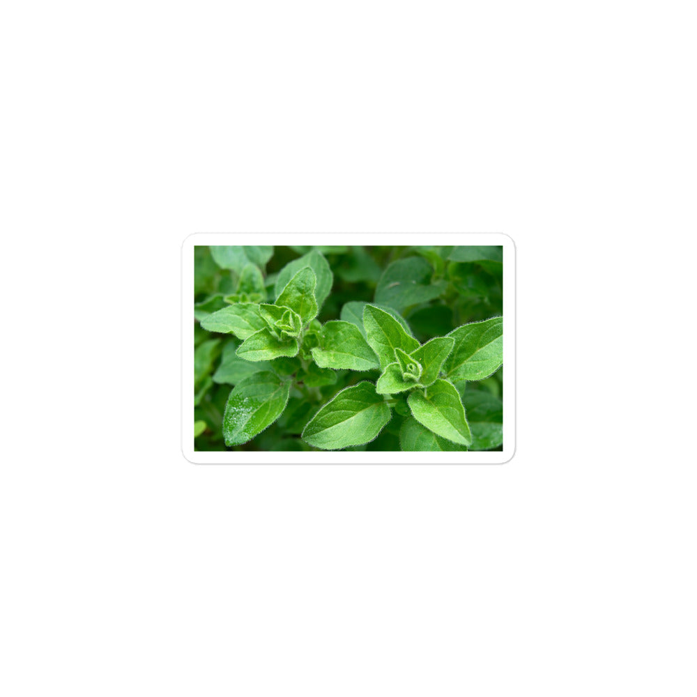 A small rectangular vinyl sticker with a close-up image of bright green oregano leaves.
