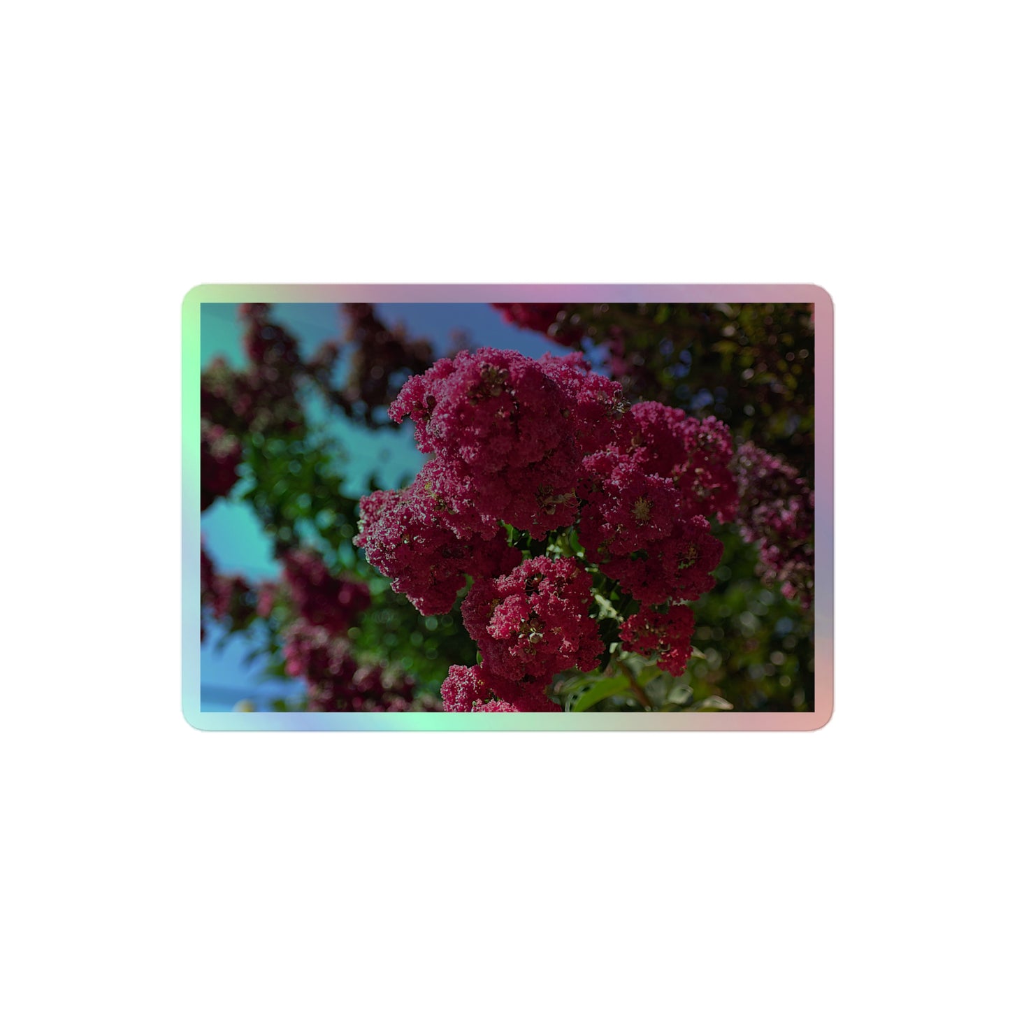 A medium rectangular holographic sticker with an image of bright pink crape myrtle blooms with green leaves and blue sky in the background.