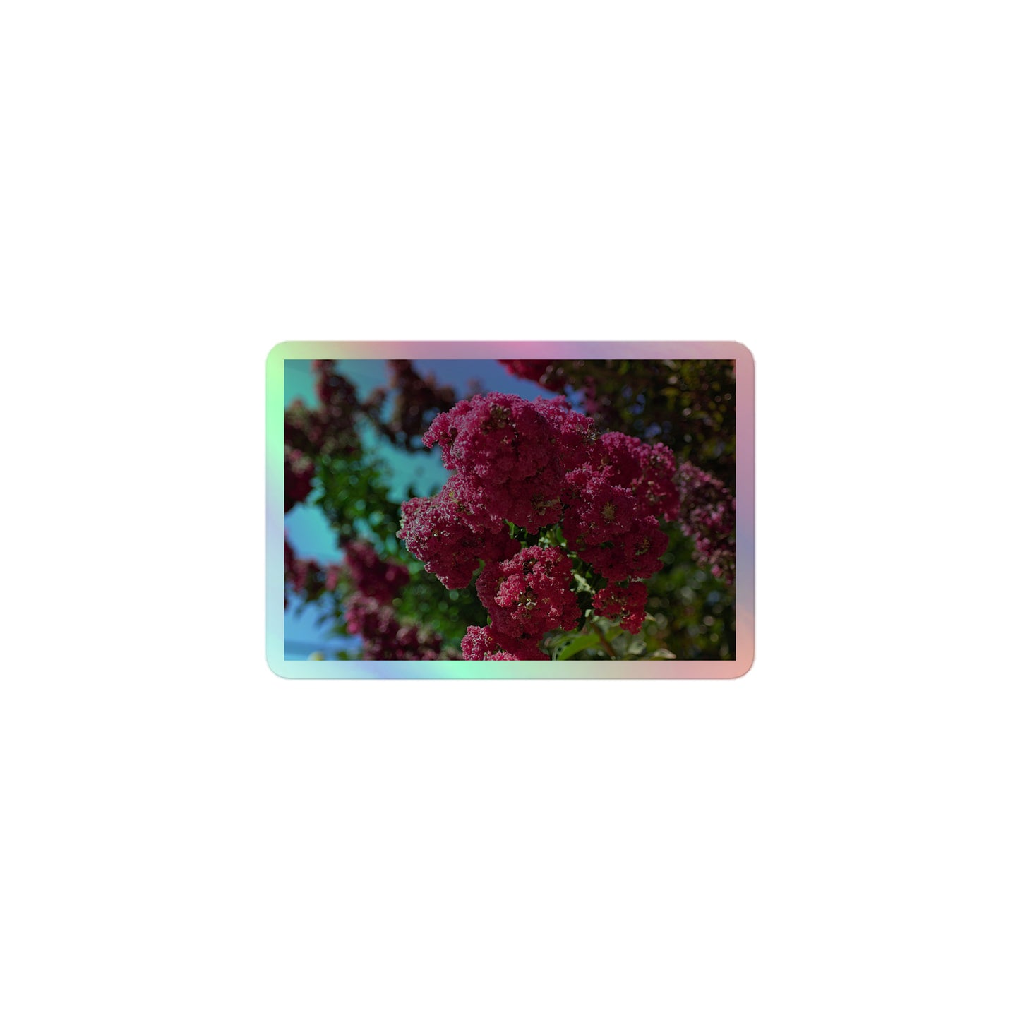 A small rectangular holographic sticker with an image of bright pink crape myrtle blooms with green leaves and blue sky in the background.